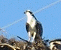 Osprey Nest