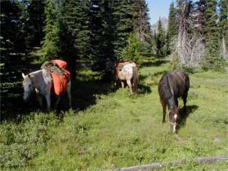 Horses