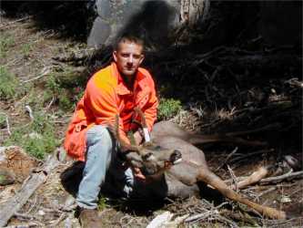Deer